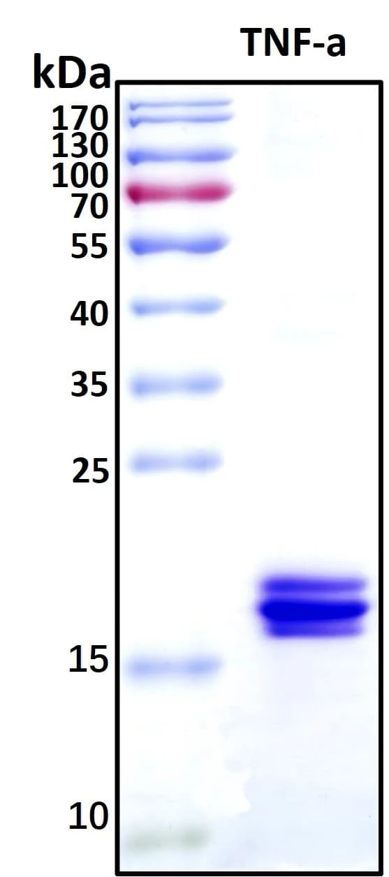 Recombinant Human TNF alpha Protein