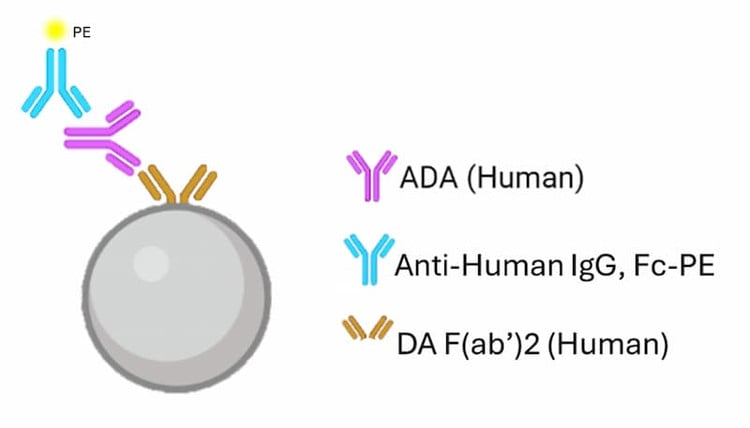 RayPlex® Anti-Trastuzumab Total IgG Assay Kit