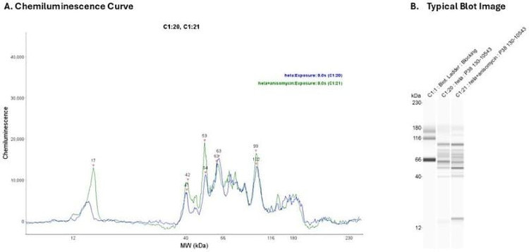 Cell Lysate : Hela + Anisomycin 0.2 mg/ml | Secondary Ab: Rabbit | Exposure: 8 sec | Expected MW (kDa): 41