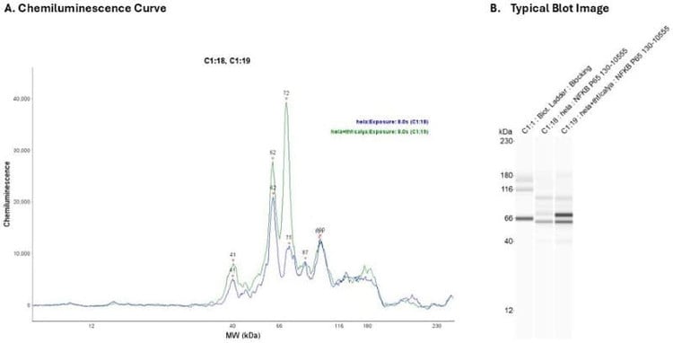 Cell Lysate : Hela + TNFa/CalyA 0.2mg/ml | Secondary Ab: Rabbit | Exposure: 8 sec | Expected MW (kDa): 65