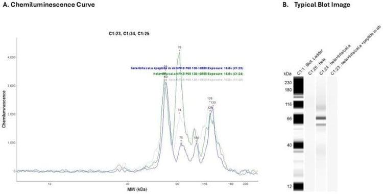 Cell Lysate : Hela+TNFa/CalyA, + peptide w/ ab 30 mins 500 µg/ml, Hela + TNFa/CalyA, Hela 0.2 mg/ml | Secondary: Rabbit | Exposure: HDR | Expected MW (kDa): 65