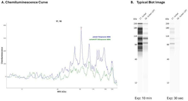 Protein: Jurkat, Jurkat + CPT | Secondary Ab: Rabbit | Exposure: HDR | Expected MW (kDa): 15-40