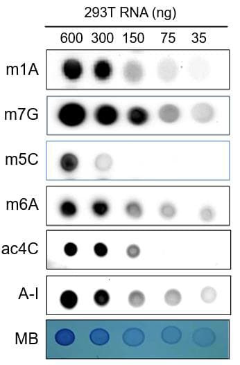 Representative image of 6-RNA modification-specific dot blot assay of RNA samples