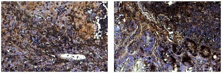 Anti-P53 (176-200aa) Antibody