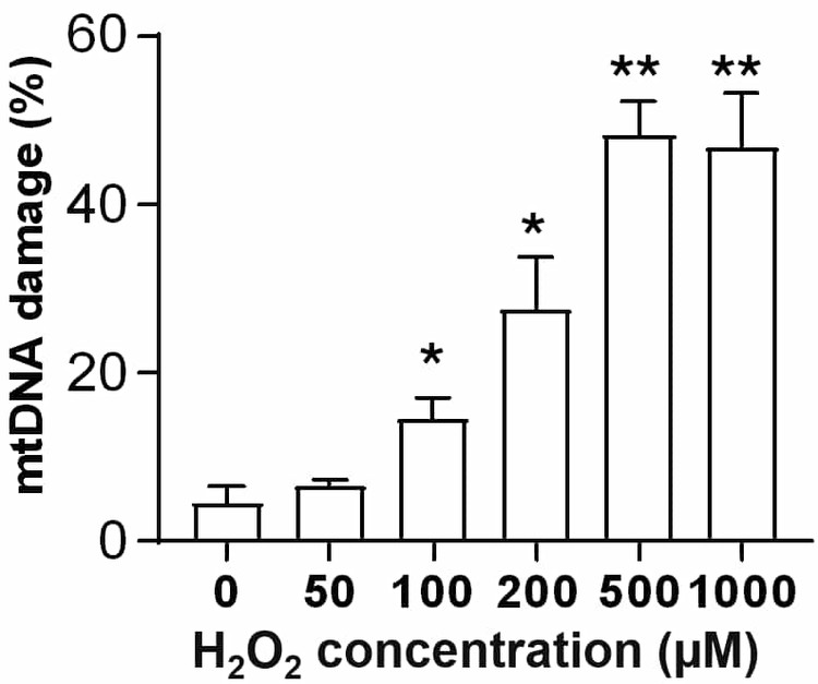 Rat Mitochondrial DNA Damage Quantification Kit