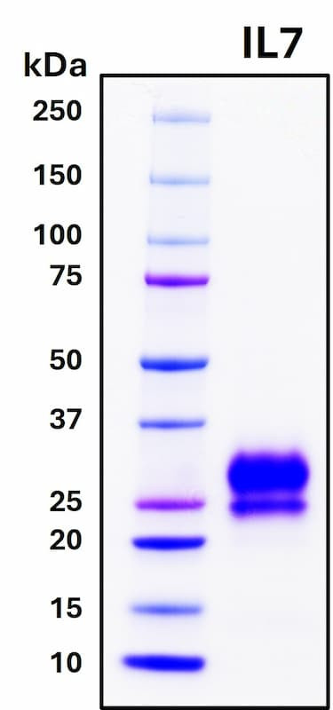 Recombinant Human IL-7 Protein, GMP Grade