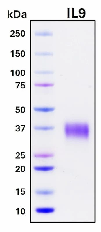 Recombinant Human IL-9 Protein, GMP Grade