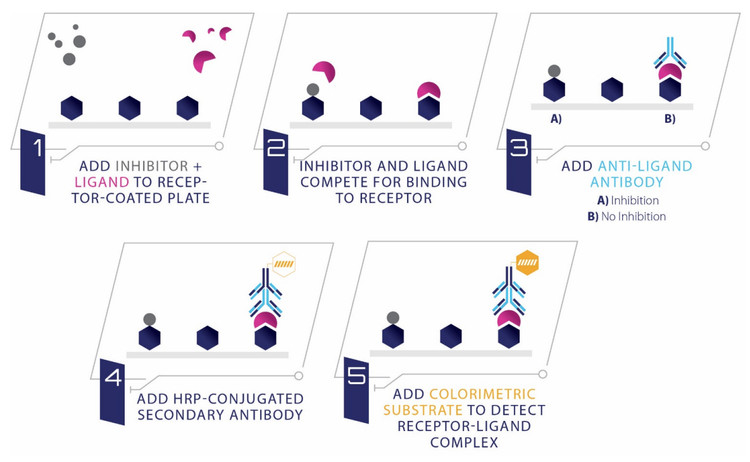 Human IL-23 Receptor / IL-23 Ligand Binding Assay Kit