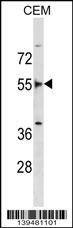 Anti-FRS2 (Center) Antibody