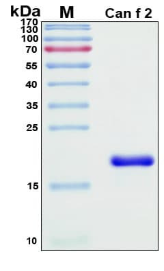 Recombinant Can f 2 Allergen Protein