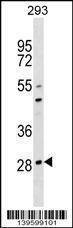 Anti-OSCAR (C-term) Antibody