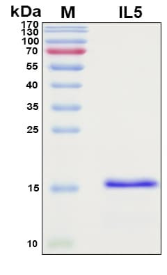 Recombinant Human IL-5 Protein, Antigen Grade