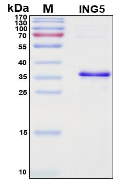 Recombinant Human Inhibitor of Growth Protein 5 (ING5)