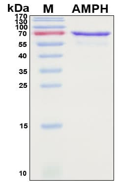 Recombinant Human Amphiphysin Protein, Antigen Grade