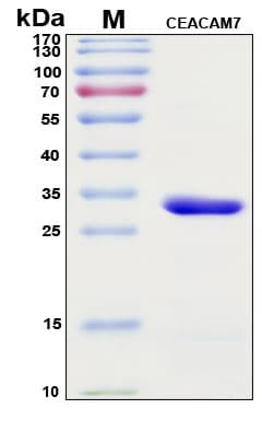 Recombinant Human Cell Adhesion Molecule CEACAM7 Protein, Antigen Grade