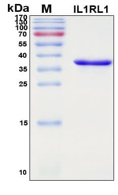 Recombinant Human IL1RL1 Protein