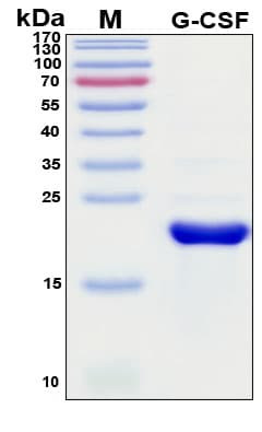 Recombinant Porcine (Pig) G-CSF Protein, Antigen Grade