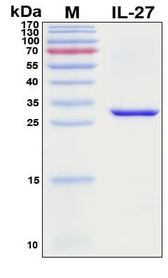 Recombinant Porcine (Pig) IL-27 alpha (p28) Protein
