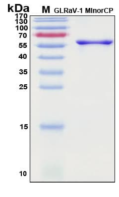 Recombinant GLRaV-1 Coat Protein Duplicate 1