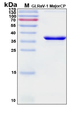 Recombinant GLRaV-1 Coat Protein