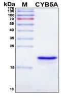 Recombinant Human Cytochrome b5