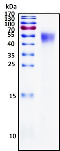 Recombinant Human ICAM-2 Protein, HEK293