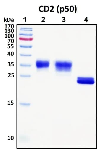 Recombinant Human T-cell surface antigen CD2 Protein, HEK293