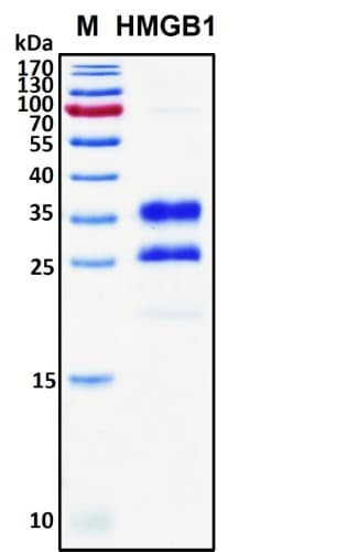 Recombinant Human High Mobility Group Protein B1 (HMG-1), HEK293
