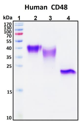 Recombinant Human CD48 Protein, HEK293