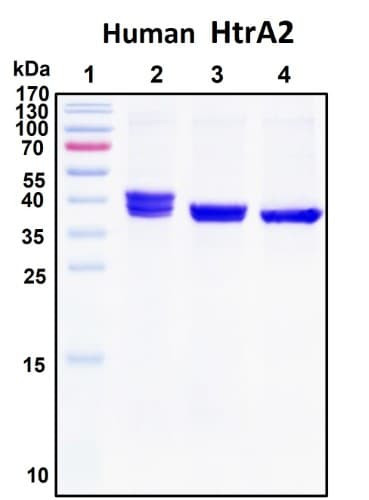 Recombinant Human Mitochondrial Serine Protease HTRA2, HEK293