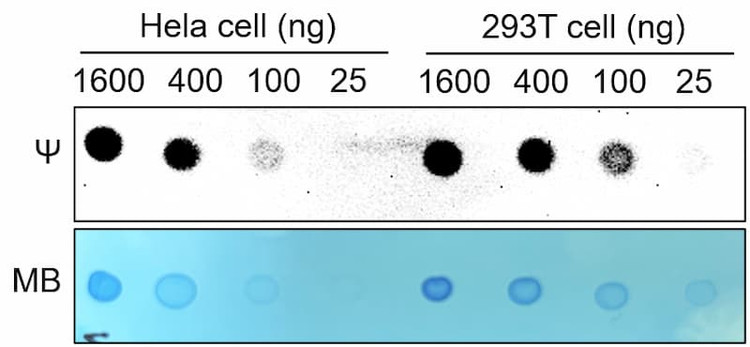 Representative image of Pseudouridine dot blot assay of RNA samples