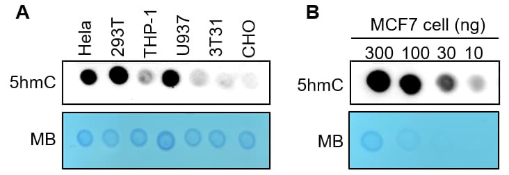Representative image of 5-hmC dot blot assay of DNA samples