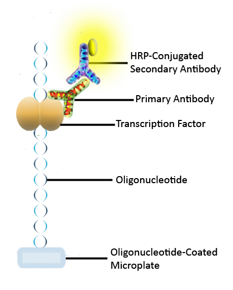 Human T-Bet Activity Assay Kit