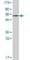 Anti-EPHA7 Antibody