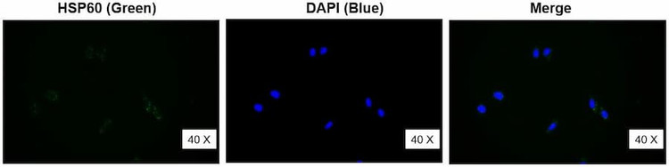 Anti-HSP60 Antibody