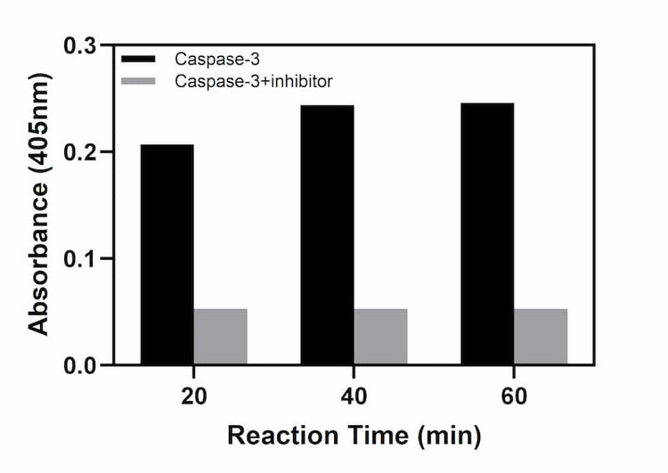 Caspase-3 Activity Assay Kit