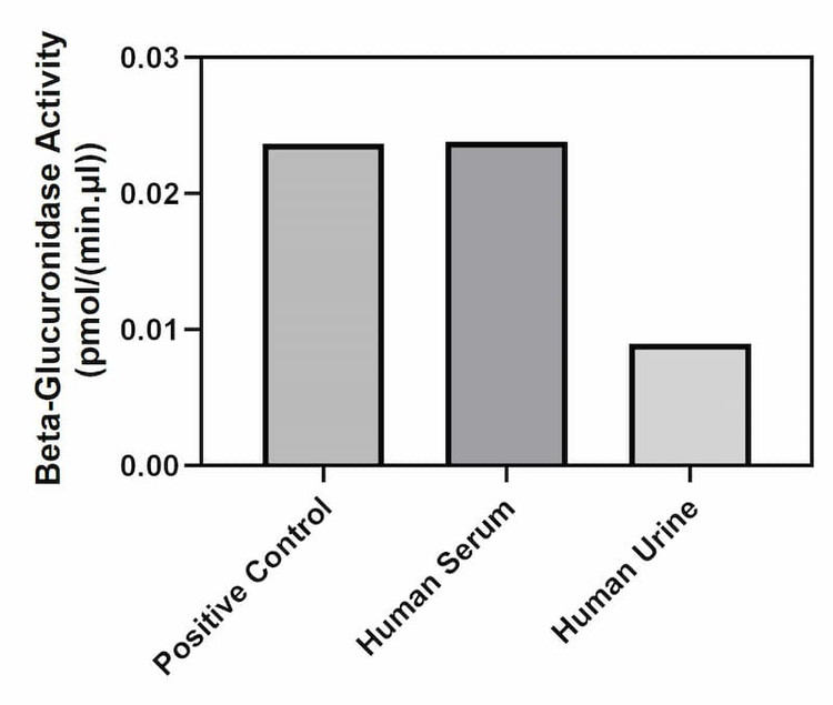 Beta-Glucuronidase activity of positive control, human serum, human urine.