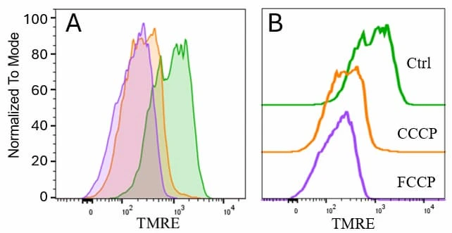 Flow cytometric analysis of TMRE staining in HeLa Cells.