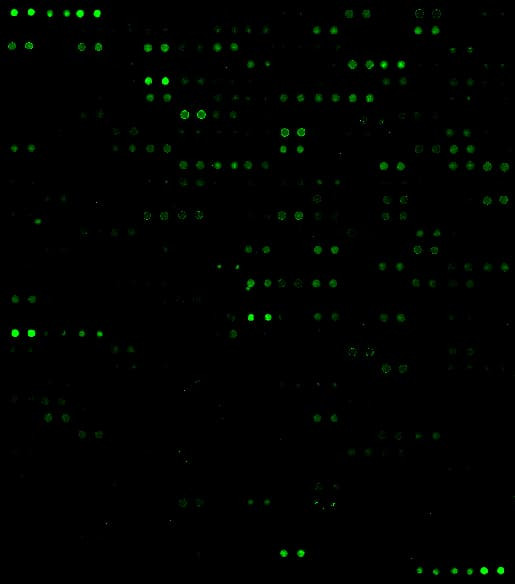 Human Protein Lactylation Array G2