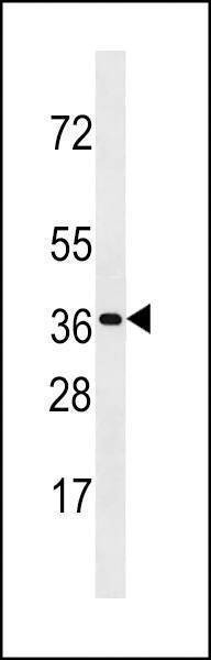 Anti-OR3A3 (C-term) Antibody