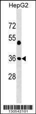 Anti-JUN (Center T93) Antibody