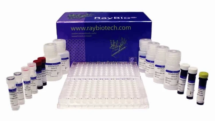 RayPlex® Human SASP Magnetic Bead Array (7-Plex)