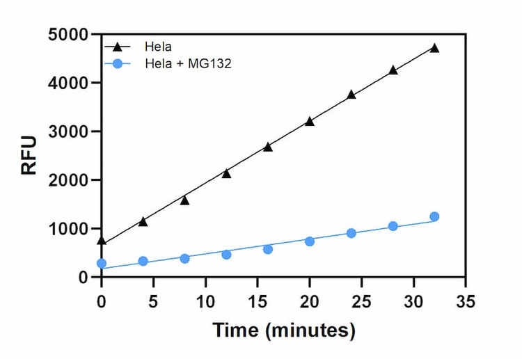 Proteasome activity of Hela cell lysate and Hela cell treated with inhibitor MG132 over time.