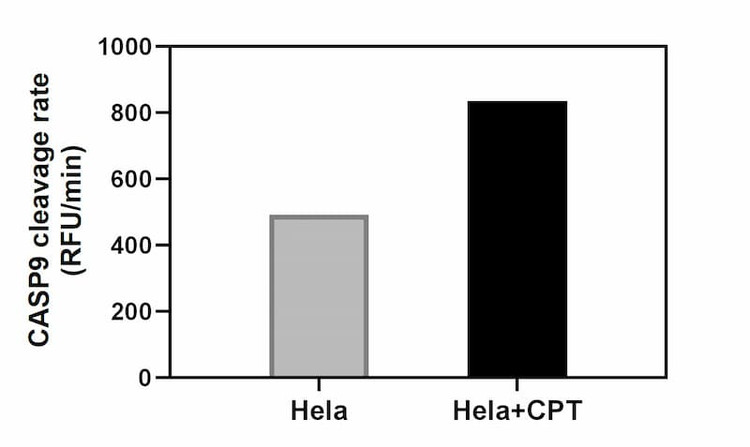 Caspase 9 cleavage rate of Hela cell and Hela cell treated with CPT.