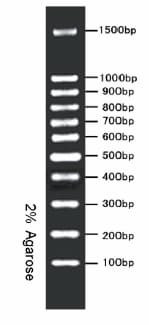 100 bp DNA Ladder Marker