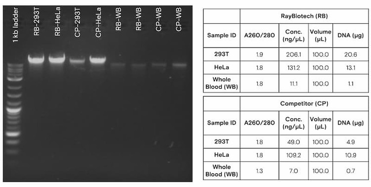 Performance of the RayBiotech Universal Genomic DNA Extraction Kit across multiple sample types.