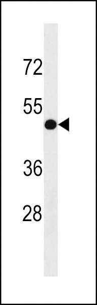 Anti-INTS4L1/INTS4L2 (Center) Antibody