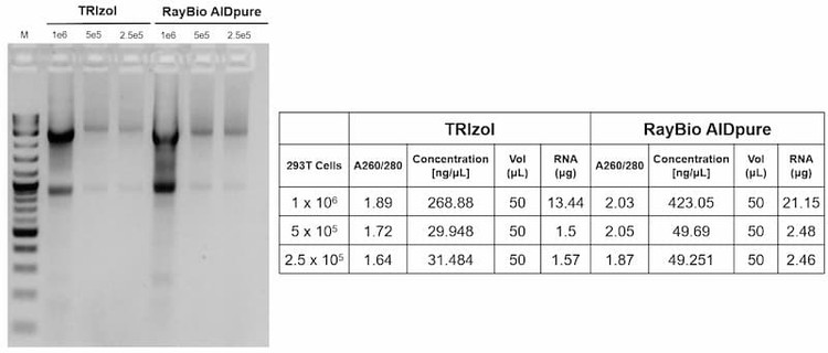 Column-based RNA purification improves yield and purity from low cell inputs.
