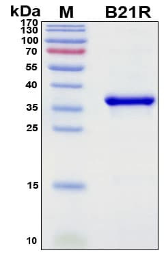 Recombinant Monkeypox Virus B21R Protein