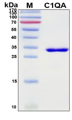 Recombinant Porcine Complement C1qA Protein, Antigen Grade